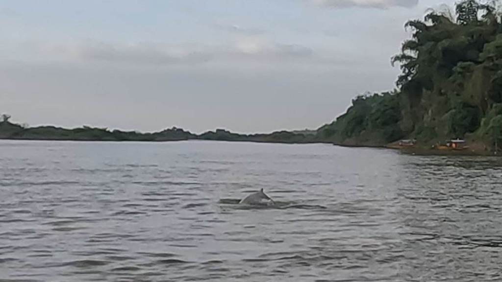 Les dauphins d'Irrawaddy