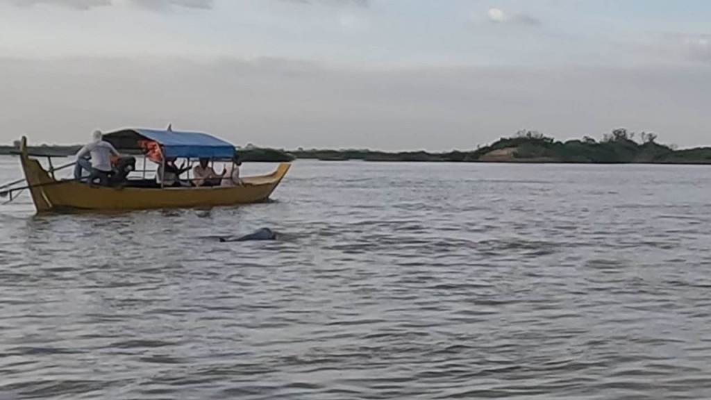 Les dauphins d'Irrawaddy